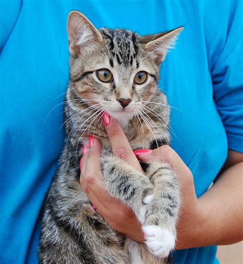 Feline rescue. Things To Know About Feline rescue. 