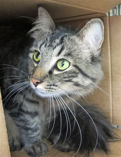 Feline rescue mn. Learn more about TNR Feline Good Rescue in Big Lake, MN, and search the available pets they have up for adoption on Petfinder. ... TNR Feline Good Rescue. Big Lake ... 