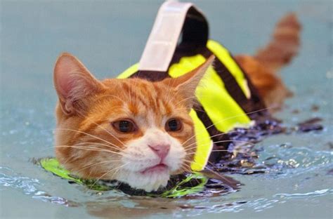 Feline swim. We use cookies and similar technologies to provide the best experience on our website. Refer to our Privacy Policy for more information. 