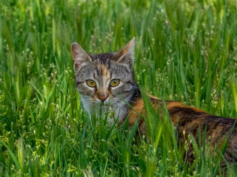 Felis Catus Domestica Hair Uses, Dosage, Side Effects, FAQ