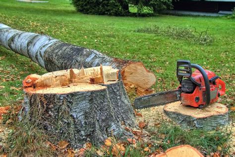 Felling a tree. Once the front notch is cut, you can then make the back cut with your chainsaw. The back cut is what disconnects the tree from the stump and creates a hinge for the tree to fall. The width of the back cut should be about 10% of the diameter of the tree trunk. Stop cutting when you’re a few inches away from the notch. 