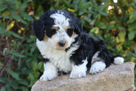 Female Bernedoodle Puppies
