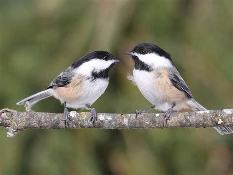 Female Black-capped Chickadees (Male vs Female… Birdfact