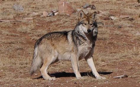 Female Mexican gray wolf released into wild in Arizona in move to help wolf’s recovery