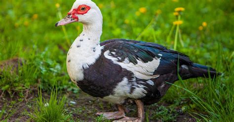 Female Muscovy Ducks (Male vs Female Identification)