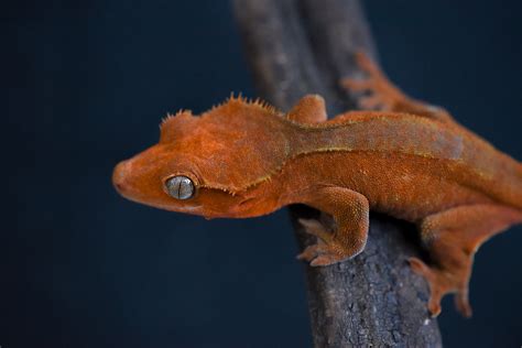 Female Red Patternless Proven Crested Gecko by B’s Cresties