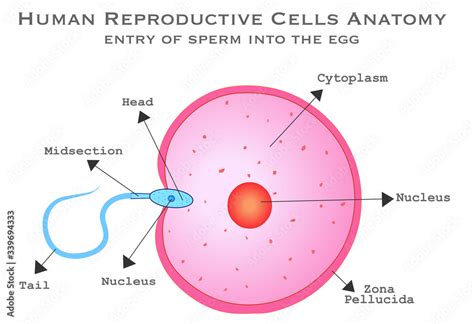 Female Reproductive Cell Function The Human Female Reproductive