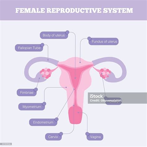 Female Reproductive Organ Pictures, Images and Stock Photos