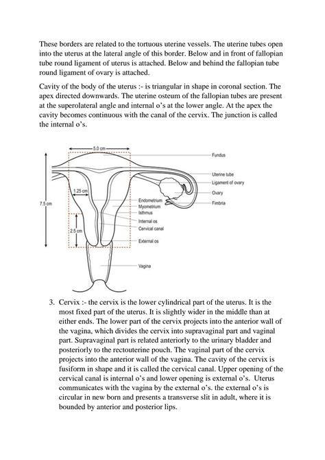 Female Reproductive System Questions And Answers