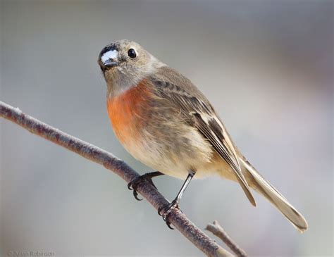 Female Robin Flickr