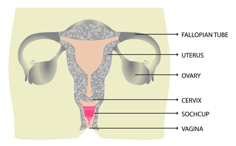 Female anatomy: Vulva, vagina, and breasts explained …