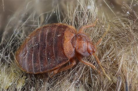 Female bed bug. Male and female bed bugs differ in size, shape, and coloration. Females have larger, rounder abdomens due to the presence of ovaries and eggs, while males have sharper, more pointed abdomens due to genitalia. Females are also generally larger than males, with an average length of 5-7 mm compared to males' 4-5 mm. 