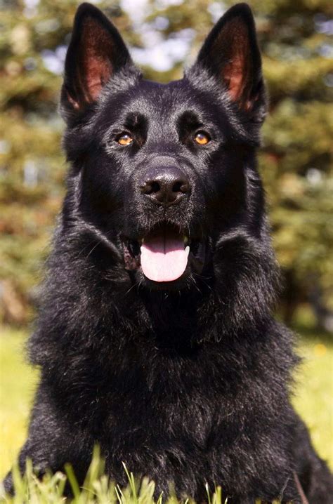 Female black Shepherd needs new home - Kijiji