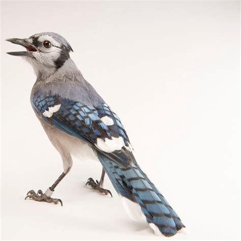 Female blue jay. Things To Know About Female blue jay. 
