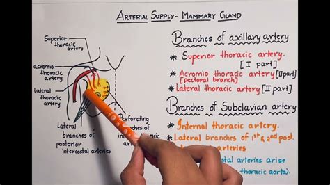 Female breast anatomy, blood supply and mammary glands Ken…