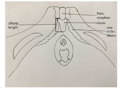 Female cunt.  In McFadden’s study, clitoral width ranged from 0.  Watch c...