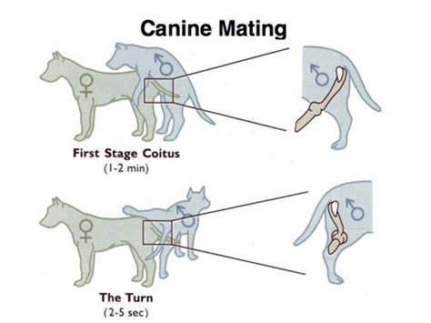Female dog mating time.  Instead, just wait for them to separate natur...