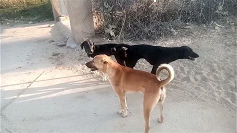 Female dog mating.  It typically lasts 2 to 4 weeks and Probably not.  Mal...