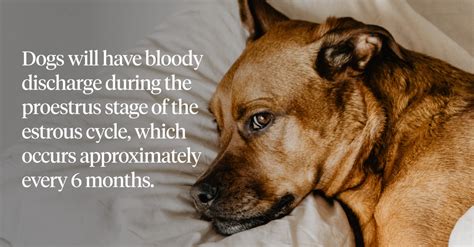 Female dog period cycle. " Learn about bleeding, fertility timing...