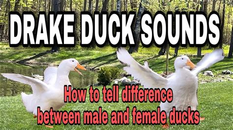 Female duck sounds. Common Duck Sounds. Ducks make a variety of sounds to communicate with each other. These sounds serve different purposes and can convey various messages. Here are the common duck sounds you might hear in the wild: Quacking: The quintessential duck quack is often associated with female mallards. It can range from 2 to 10 quacks that start loud ... 