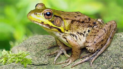 Female frogs fake death to avoid unwanted male attention, study shows 