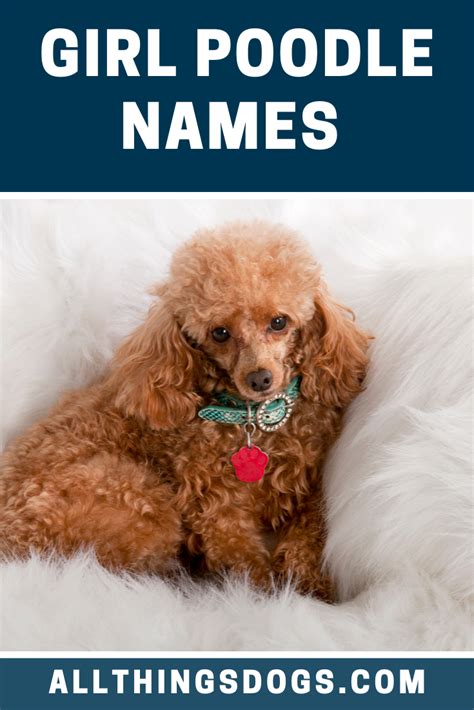 Female poodle names. Things To Know About Female poodle names. 
