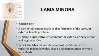 Female pubesent pokie pics.  These data Explore the Labia Gallery featuring d...