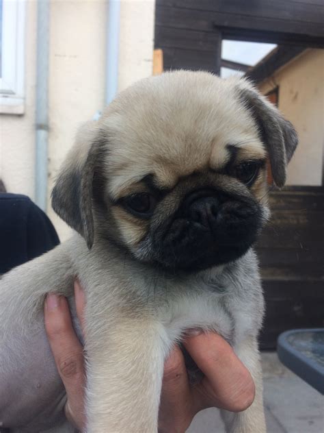 A total of 7 pug puppies available at this time (2 litters) 4male fawn, 1 female black from first litter. 1 fawn boy and one big gorgeous brindle girl in second litter. Second litter born on Sept 20. .... 