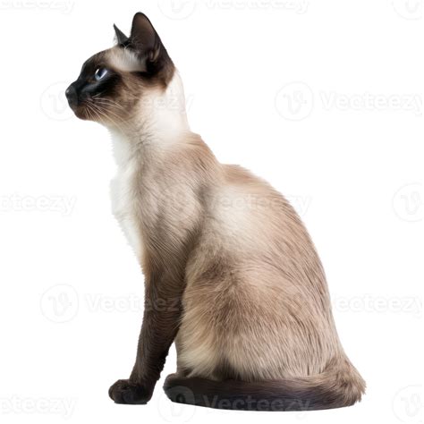 Female siamese nude pictures.  Download and use 100,000+ Full Body Siam...