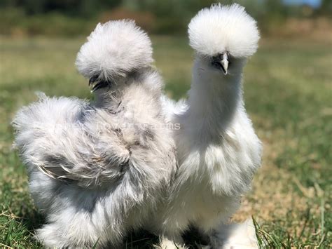 Gorgeous DNA-Sexed Female Silkie Chicks raised in a clean home - $75 (Morongo Valley) Hey neighbors! We have a new batch of silkie chicks that hatched just on 1/5! The chicks were hatched in our home from eggs obtained from a show-quality silkie breeder, and are a variety of colors, including white, buff, paint, partridge, blue, splash, and black.. 