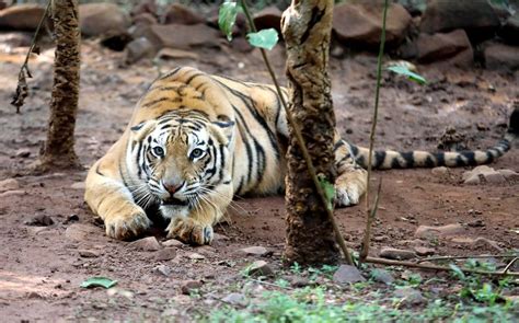 Female tiger cub strays into Kerala village caught - The Week