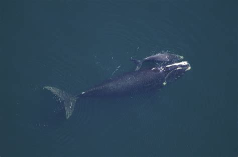 Feb. 28, 2023. First a North Atlantic right whale, 