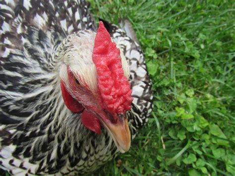 Female with large comb? - Learn How to Raise Chickens