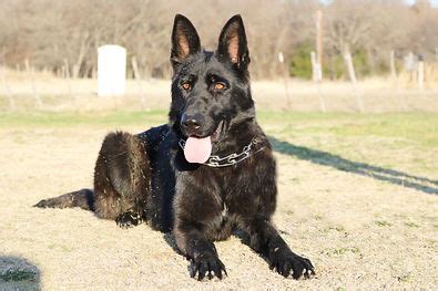 Females Rocky Mountain German Shepherds Colorado German Shepherd ...