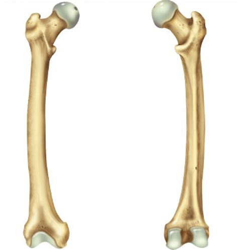 Fémur : anatomie, rôle, pathologies, traitements. Le fémur est l’unique os de la cuisse situé entre la hanche et le genou. C’est aussi l’os le plus volumineux du corps humain. Il peut .... 