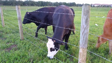 Fencing for cows. When it comes to protecting your property, choosing the right fencing material is an important decision. With so many options available, it can be difficult to know which one is be... 