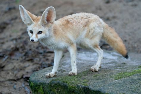 Fennec Fox ( Vulpes zerda ) Fact Sheet: Behavior & Ecology