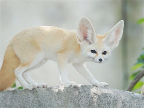 Fennec Fox Facts for Kids - Twinkl Homework Help - Twinkl