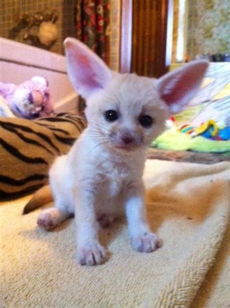 Fennec Fox For Sale in Utah (15) Petzlover