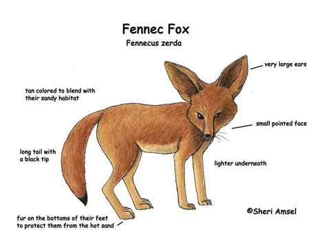 Fennec fox adaptations.  Its most distinctive feature is its unusually large ...