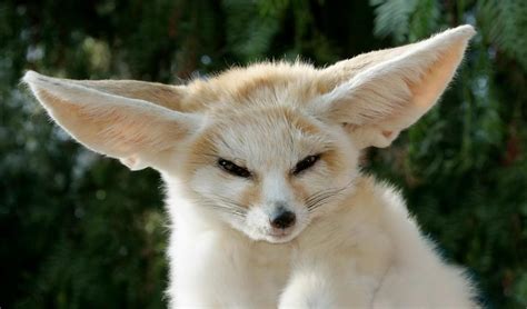 Fennec fox come animale domestico la guida completa per il proprietario. - A guide to the birds of costa rica civilization.