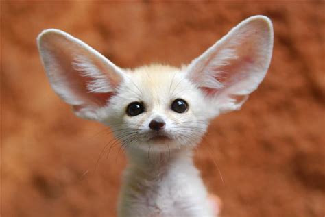 Fennec fuchs als haustier die komplette anleitung. - Complete solutions manual volume 2 chapters 11 17 3 to.