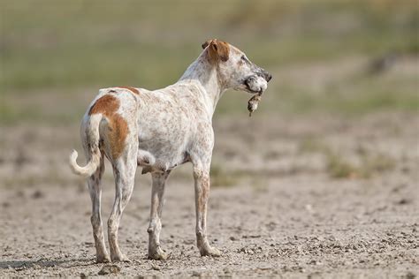 Feral Dogs - A Serious Problem - Terrific Pets