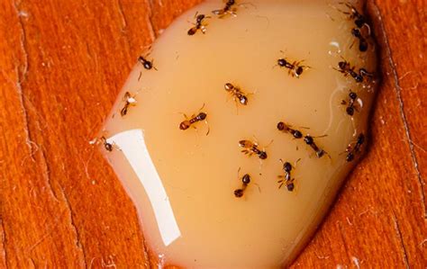 Feral ants. In the decades since the fire ant’s arrival, millions of feral hogs have stampeded across Texas, tearing up farmland and spreading disease. Zebra mussels have clogged our lakes and rivers. A ... 