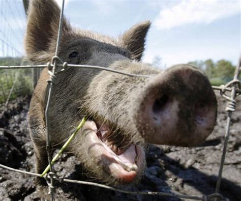 2015] Pigs in a Pen. Feral swine have significantly impacted Michigan’s diverse agricultural community, on both ends of the farming spectrum. On the one end of the spec-trum are those who wholly rely (or relied) on feral swine to make a living, either raising the pigs for consumption or recreational hunting.