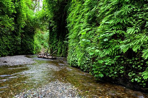 Fern Canyon in Prairie Creek Redwoods SP