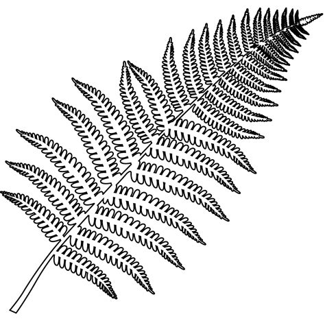 Fern Coloring Page