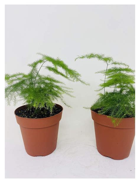 Fern Leaf Plumosus Asparagus Fern - 4" Pot- Easy to Grow ... - Walmart