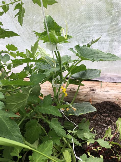 Ferngully Greenhouses