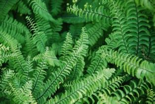 Ferns: Perennial Market